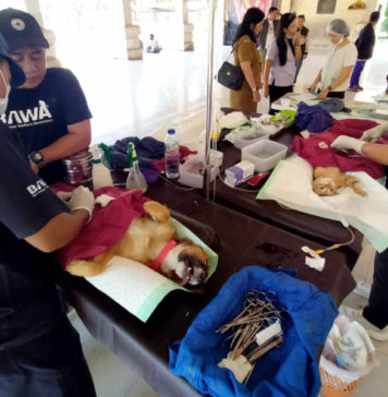 Tekan Rabies, Anjing Liar di Lingkungan Setra Badung Divaksinasi dan Sterilisasi
