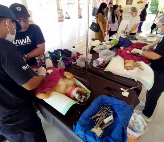 Tekan Rabies, Anjing Liar di Lingkungan Setra Badung Divaksinasi dan Sterilisasi