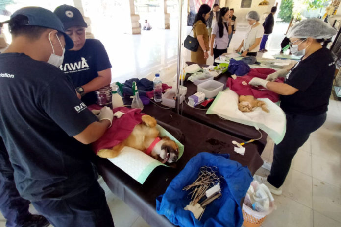 Tekan Rabies, Anjing Liar Di Lingkungan Setra Badung Divaksinasi Dan Sterilisasi 1
