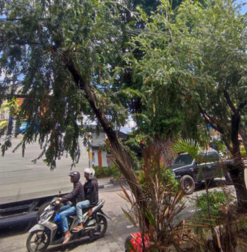 Terdampak Penataan Pusat Kota, Pohon “Callistemon” Dipindahkan