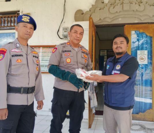 Trenggiling Diselamatkan di Pantai Anturan Diserahkan ke BKSDA