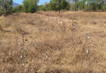 2026, Nihil Bantuan Bibit Kapas untuk Petani