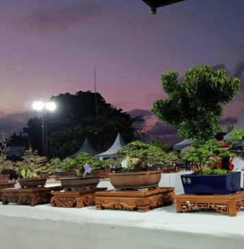 417 Bonsai dan Adenium Dipamerkan di Ketewel
