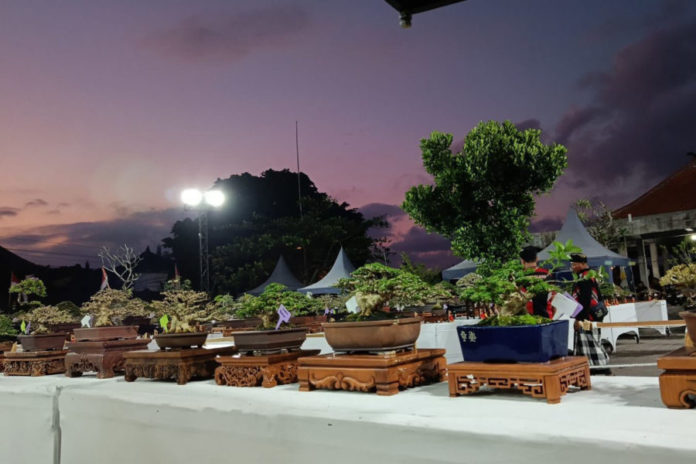 417 Bonsai Dan Adenium Dipamerkan Di Ketewel 1