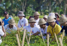 42 Hektare Lahan Cabai di Badung Mulai Digarap, 420 Ton Ditargetkan Masuk Pasar