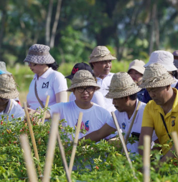 42 Hektare Lahan Cabai di Badung Mulai Digarap, 420 Ton Ditargetkan Masuk Pasar