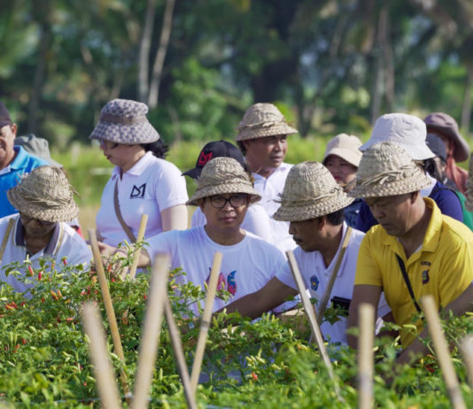 42 Hektare Lahan Cabai di Badung Mulai Digarap, 420 Ton Ditargetkan Masuk Pasar