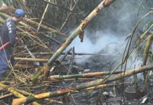 Akibat Bakar Sampah, Rumpun Bambu di Jalan Sriwedari Ubud Terbakar