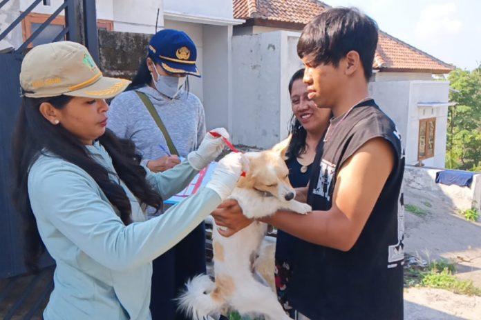 Anak Anjing Gigit Warga Di Baler Bale Agung Positif Rabies 1