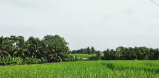 Antisipasi Kerugian Petani Saat Kemarau, 5.000 Hektare Sawah di Tabanan Diberi AUTP