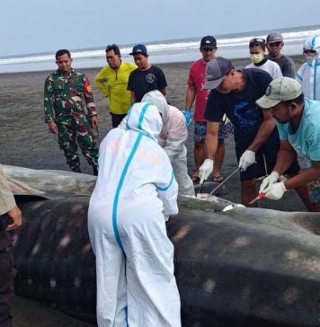 Bangkai Hiu Paus Terdampar di Pantai Pengeragoan