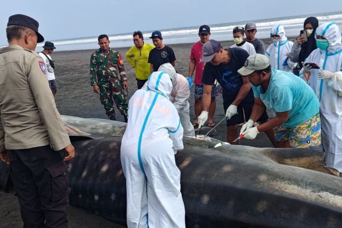 Bangkai Hiu Paus Terdampar Di Pantai Pengeragoan 1