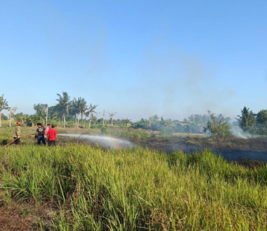 Cuaca Panas, Damkar Gianyar Tangani Dua Titik Kebakaran Lahan