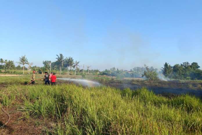 Cuaca Panas, Damkar Gianyar Tangani Dua Titik Kebakaran Lahan 1