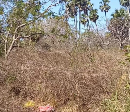 Hektaran Kawasan TNBB Masuk Zona Merah Kebakaran Hutan