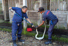 Hingga September, Damkartan Karangasem Evakuasi Puluhan Ular Masuk ke Permukiman Warga