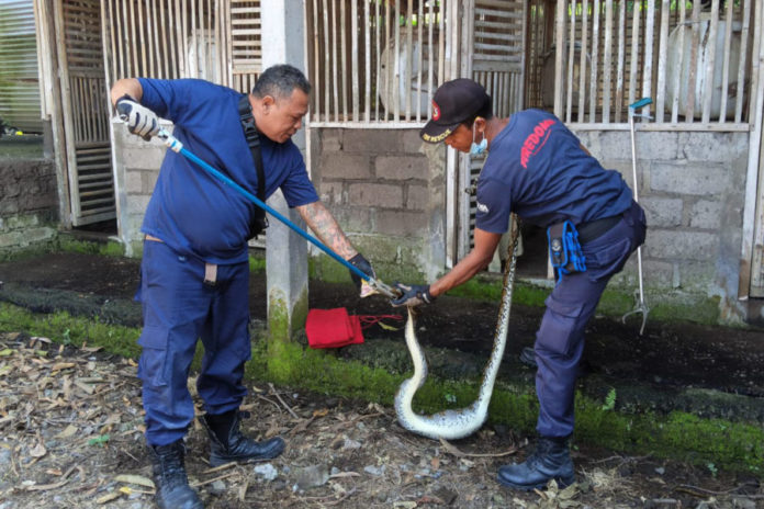 Hingga September, Damkartan Karangasem Evakuasi Puluhan Ular Masuk Ke Permukiman Warga 1