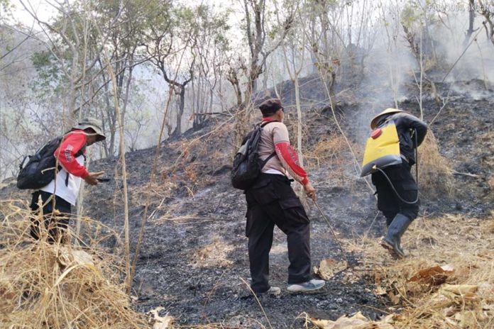 Kebakaran Hutan Di Perbukitan Desa Musi Buleleng, Tim Gabungan Berjibaku Padamkan Api 1
