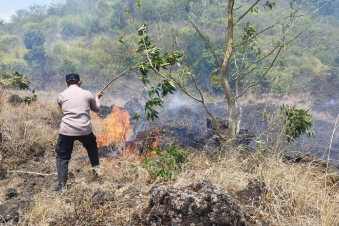 Kebakaran Hutan Konservasi Di Kintamani Merembet Ke Lahan Warga 1