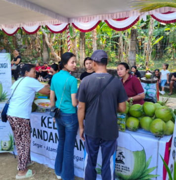 Kelapa Pandan Wangi Mulai Berkembang di Bali, Pasar Wisata Jadi Sasaran