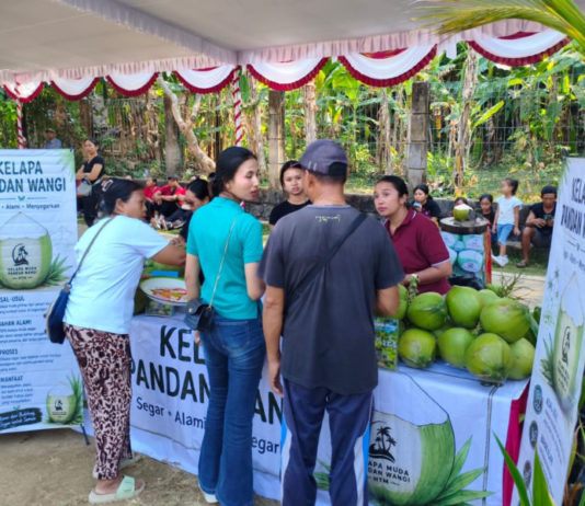 Kelapa Pandan Wangi Mulai Berkembang di Bali, Pasar Wisata Jadi Sasaran