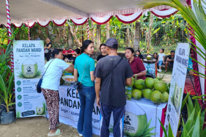 Kelapa Pandan Wangi Mulai Berkembang Di Bali, Pasar Wisata Jadi Sasaran 1