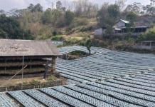 Kembalikan Minat Tanam Bawang Putih, Petani Harapkan Bibit Unggul Penantang Impor