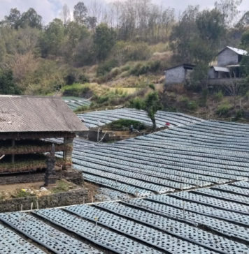 Kembalikan Minat Tanam Bawang Putih, Petani Harapkan Bibit Unggul Penantang Impor