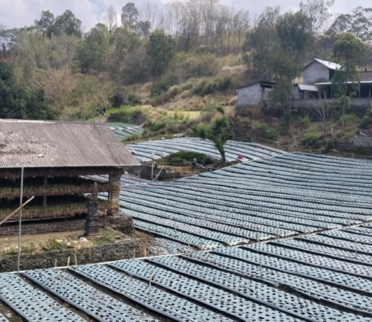 Kembalikan Minat Tanam Bawang Putih, Petani Harapkan Bibit Unggul Penantang Impor