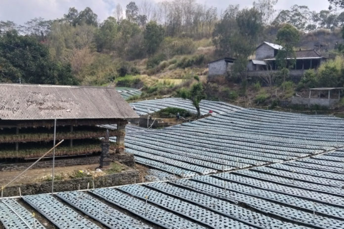 Kembalikan Minat Tanam Bawang Putih, Petani Harapkan Bibit Unggul Penantang Impor 1