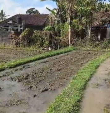 Lahan Padi Organik Terus Tergerus, Petani Subak Jaka Coba Efisiensi dengan Drone