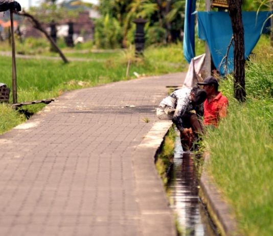 Musim Kemarau Debit Air Kecil, 35 Hektare Lahan di Denpasar Tunda Tanam Padi