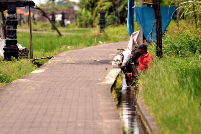 Musim Kemarau Debit Air Kecil, 35 Hektare Lahan Di Denpasar Tunda Tanam Padi 1