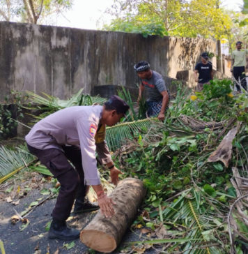 Pohon Rimbun Tutup Jalan Pinda-Sukawati, Polsek Blahbatuh dan BPBD Amankan Proses Pemangkasan