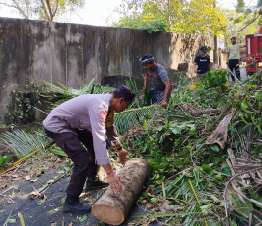 Pohon Rimbun Tutup Jalan Pinda-Sukawati, Polsek Blahbatuh dan BPBD Amankan Proses Pemangkasan