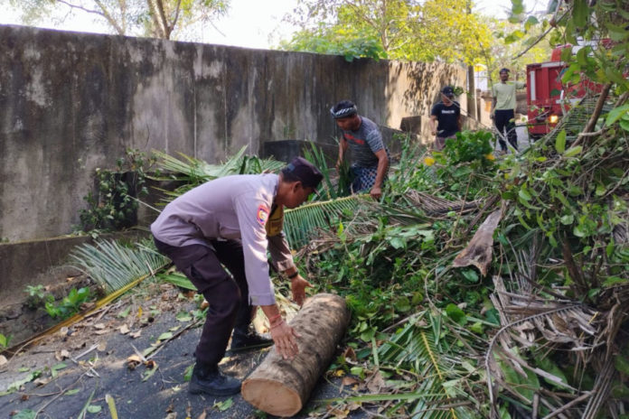 Pohon Rimbun Tutup Jalan Pinda Sukawati, Polsek Blahbatuh Dan BPBD Amankan Proses Pemangkasan 1