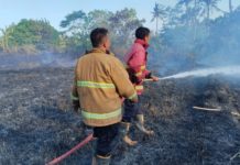 Puluhan Are Lahan Ilalang Terbakar di Lebah Keramas
