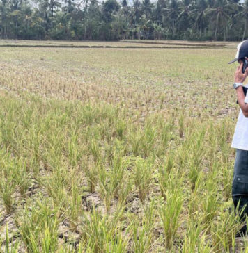 Ratusan Hektare Sawah Puso, Dampak Kekeringan