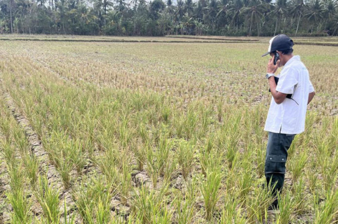 Ratusan Hektare Sawah Puso, Dampak Kekeringan 1