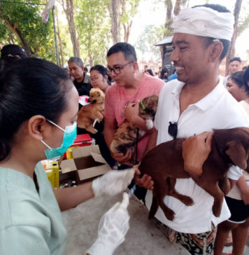 Rayakan Tumpek Uye, Pemkot Denpasar Gelar Vaksinasi Rabies dan Sterilisasi 40 Ekor HPR