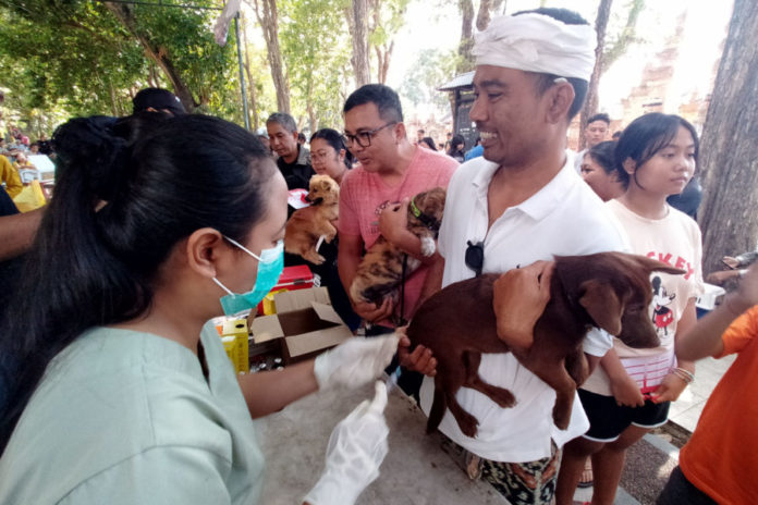 Rayakan Tumpek Uye, Pemkot Denpasar Gelar Vaksinasi Rabies Dan Sterilisasi 40 Ekor HPR 1