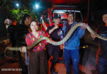 Selama Tiga Bulan, 18 King Kobra Dievakuasi di Tabanan