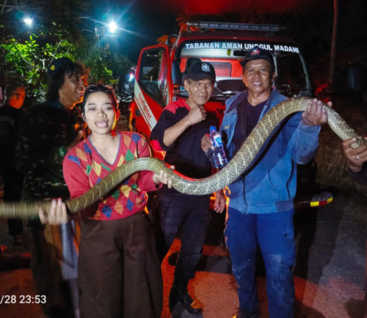 Selama Tiga Bulan, 18 King Kobra Dievakuasi di Tabanan