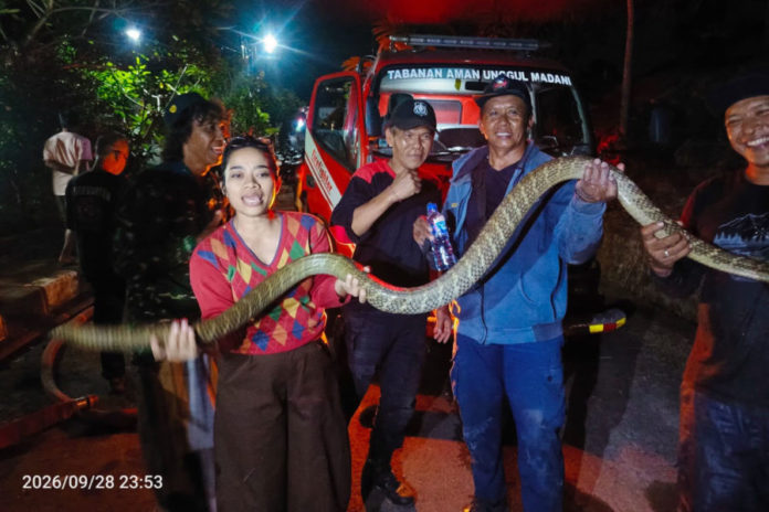 Selama Tiga Bulan, 18 King Kobra Dievakuasi Di Tabanan 1