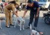 Vaksinasi Emergency di Wilayah Positif Rabies