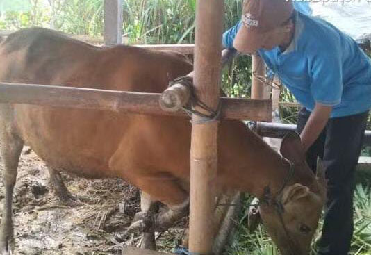 Vaksinasi PMK Rampung, Distan Gianyar Tetap Gencarkan KIE