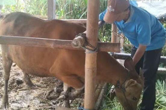Vaksinasi PMK Rampung, Distan Gianyar Tetap Gencarkan KIE 1