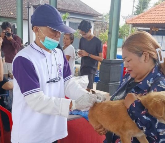Vaksinasi Rabies di Gianyar Tembus Angka 93,51 Persen, Distan Bidik Anjing Liar