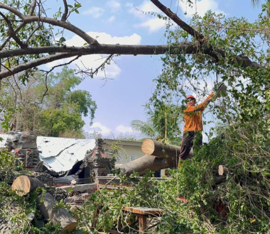 Angin Kencang, Rumah dan Palinggih di Tangguwisia Rusak Tertimpa Pohon