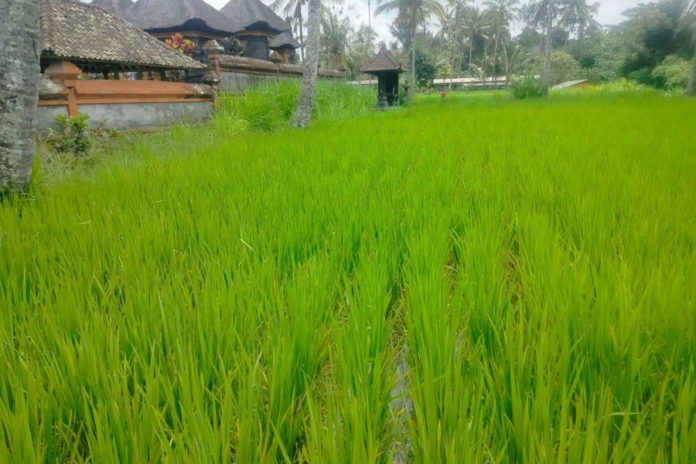 Antisipasi Kekeringan Lahan Pertanian, Distan Gianyar Fasilitasi Usulan Irigasi Perpompaan 2026 1